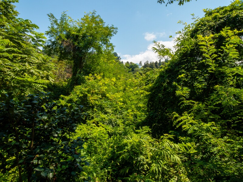 Batumi Botanical Garden  2025-08-19 1-10