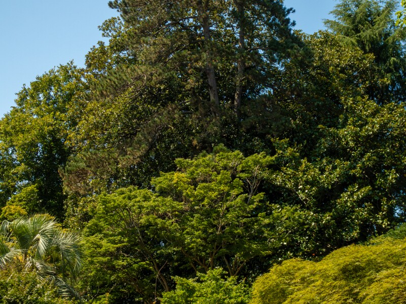 Batumi Botanical Garden  2025-08-19 1-13