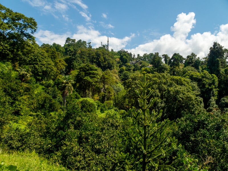 Batumi Botanical Garden  2025-08-19 1-14