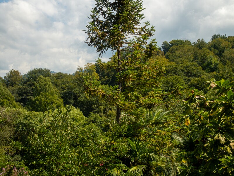 Batumi Botanical Garden  2025-08-19 1-15