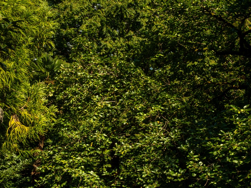 Batumi Botanical Garden  2025-08-19 1-16