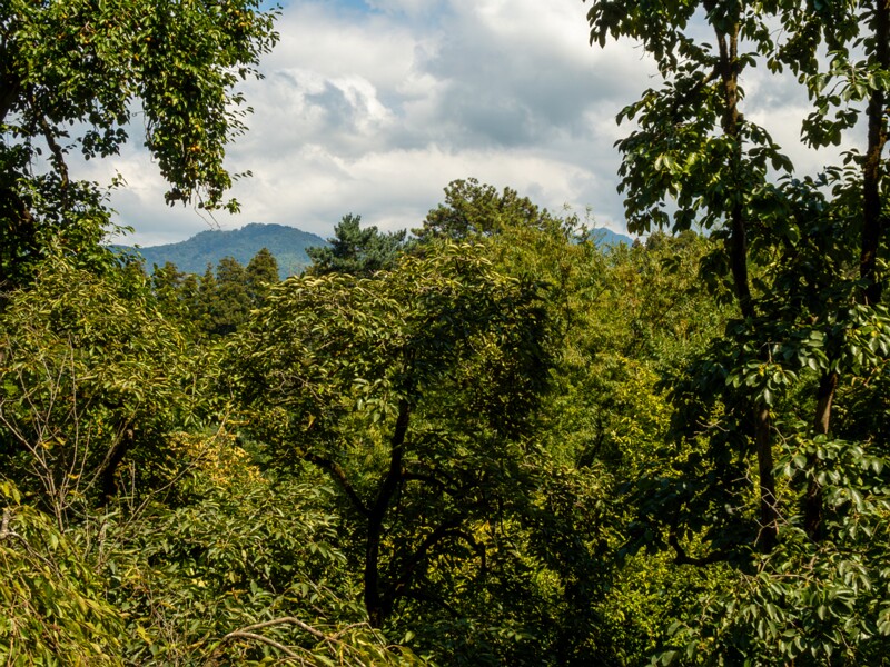Batumi Botanical Garden  2025-08-19 1-17