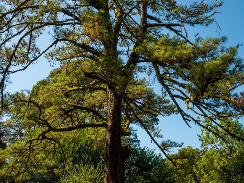 Batumi Botanical Garden  2025-08-19 1-18