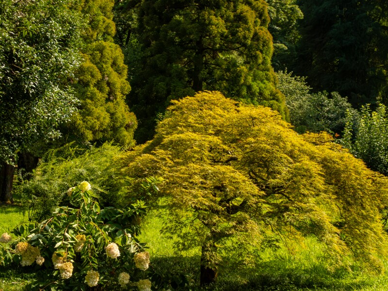 Batumi Botanical Garden  2025-08-19 1-23
