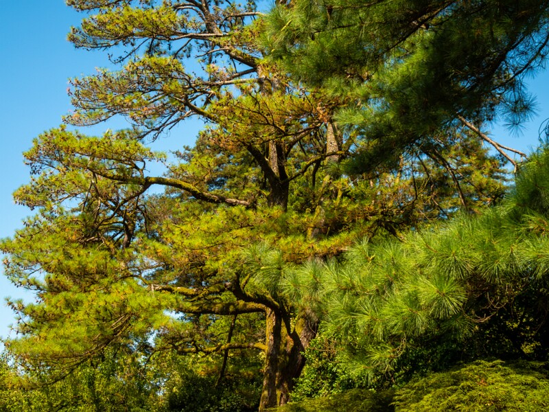 Batumi Botanical Garden  2025-08-19 1-24