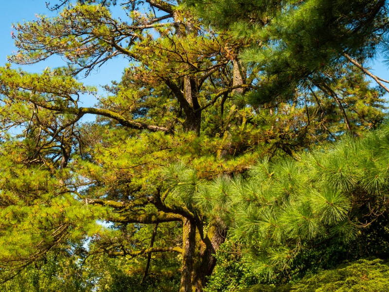 Batumi Botanical Garden  2025-08-19 1-25