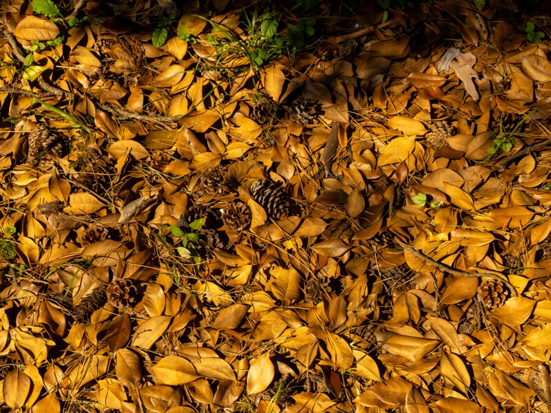 Batumi Botanical Garden  2025-08-19 1-28