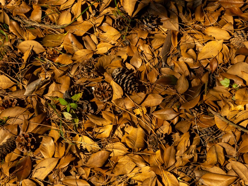 Batumi Botanical Garden  2025-08-19 1-29