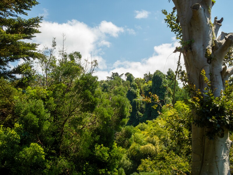 Batumi Botanical Garden  2025-08-19 1-3