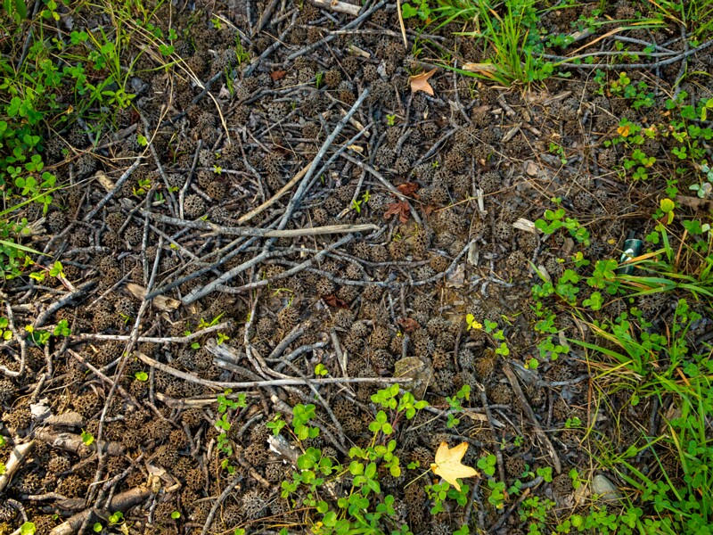 Batumi Botanical Garden  2025-08-19 1-30
