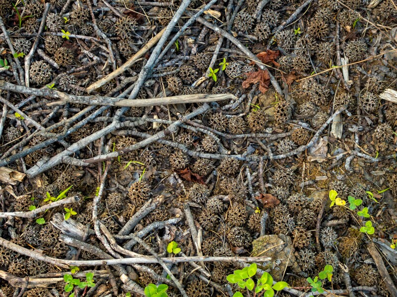 Batumi Botanical Garden  2025-08-19 1-31