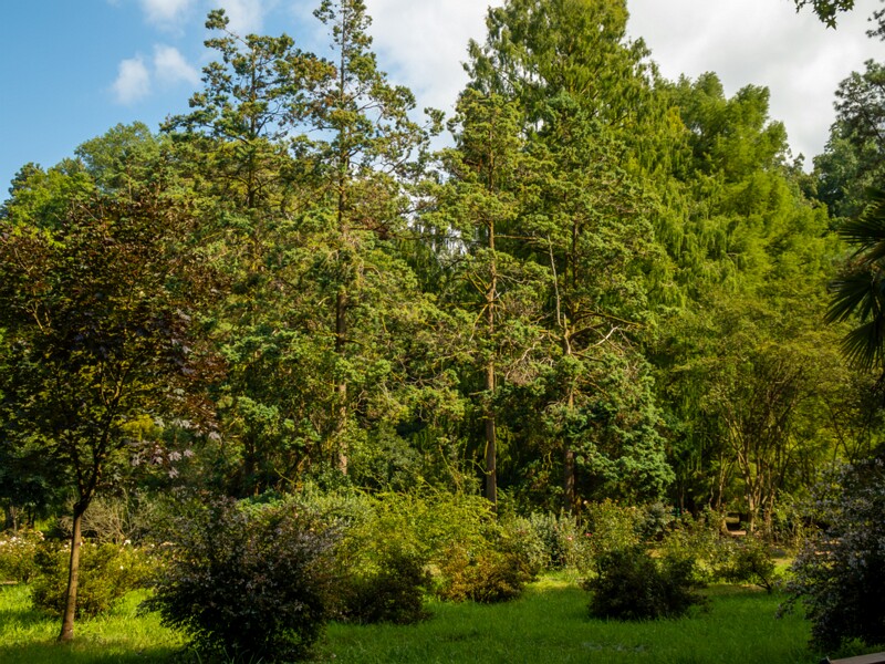 Batumi Botanical Garden  2025-08-19 1-33