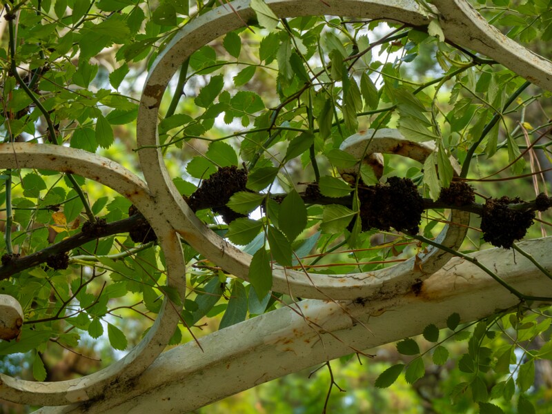 Batumi Botanical Garden  2025-08-19 1-35