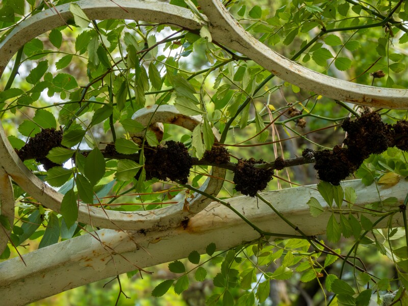 Batumi Botanical Garden  2025-08-19 1-36