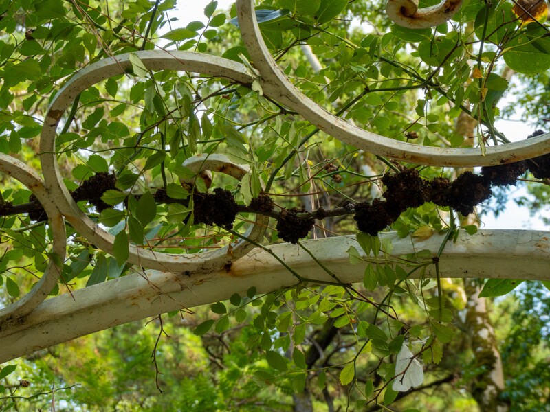 Batumi Botanical Garden  2025-08-19 1-37