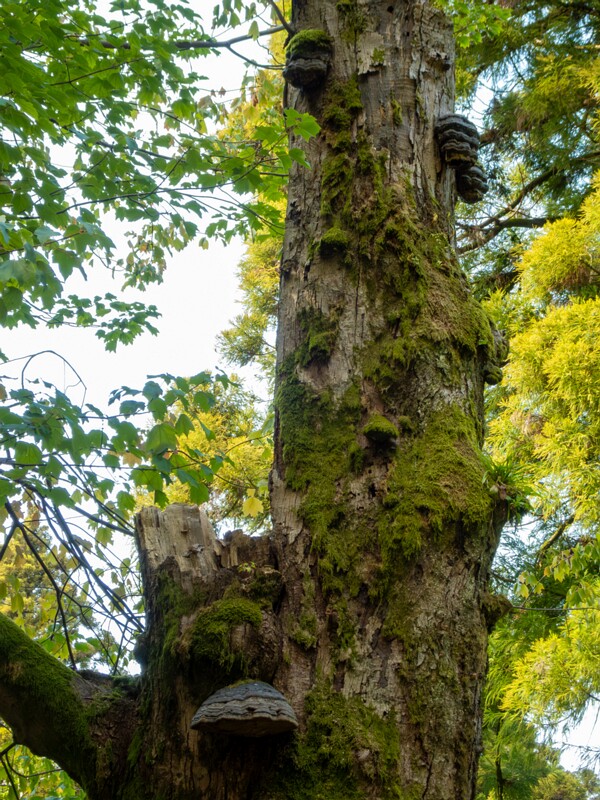 Batumi Botanical Garden  2025-08-19 1-38