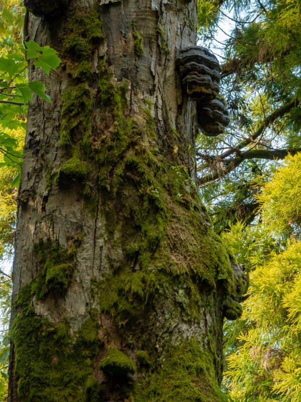 Batumi Botanical Garden  2025-08-19 1-39
