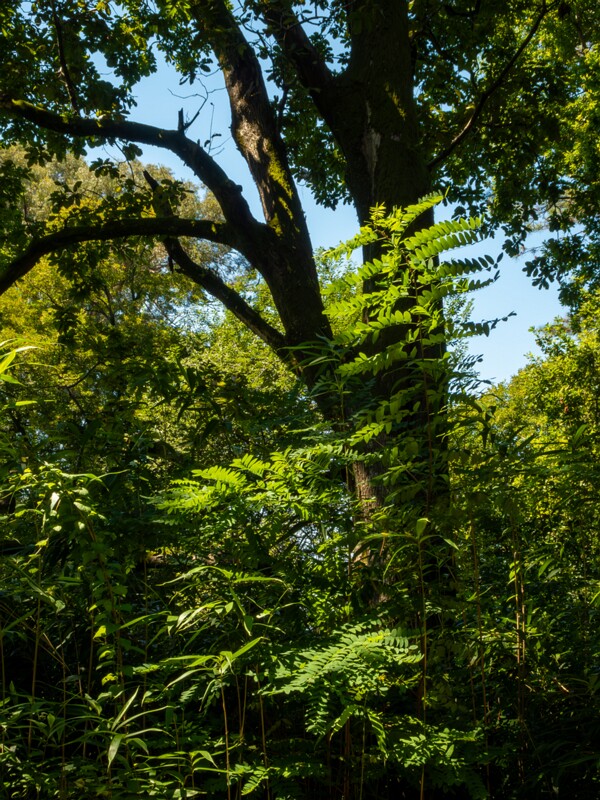 Batumi Botanical Garden  2025-08-19 1-4