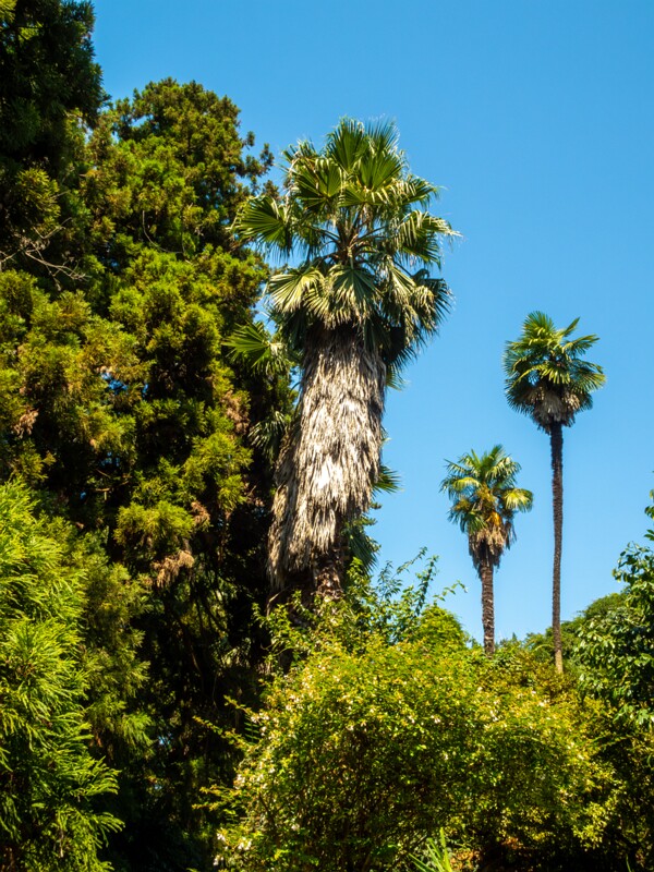 Batumi Botanical Garden  2025-08-19 1-5