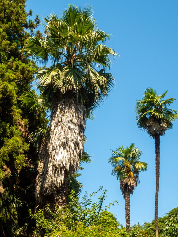 Batumi Botanical Garden  2025-08-19 1-6