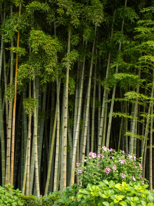 Batumi Boulevard  2025-08-20 4-2