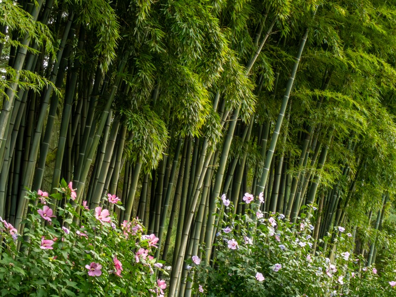 Batumi Boulevard  2025-08-20 4-4