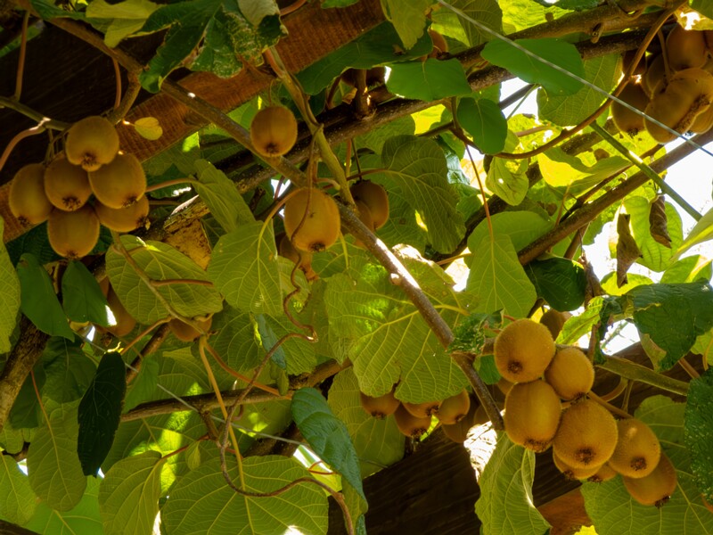 Actinidia chinensis var. deliciosa  2025-08-20 1-1