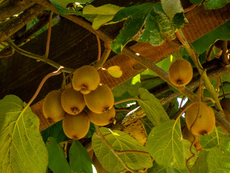 Actinidia chinensis var. deliciosa  2025-08-20 1-2