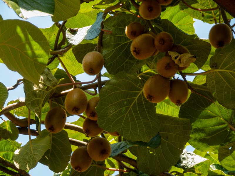 Actinidia chinensis var. deliciosa  2025-08-20 1-3