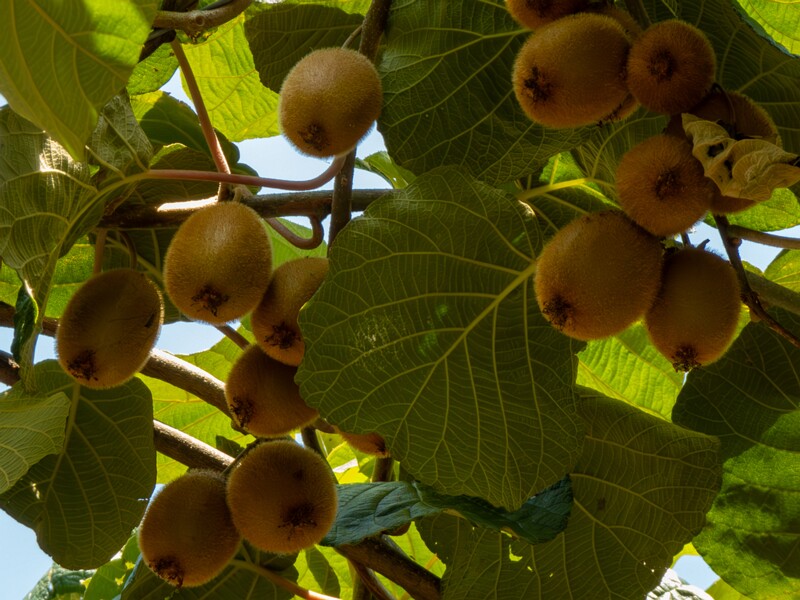 Actinidia chinensis var. deliciosa  2025-08-20 1-4
