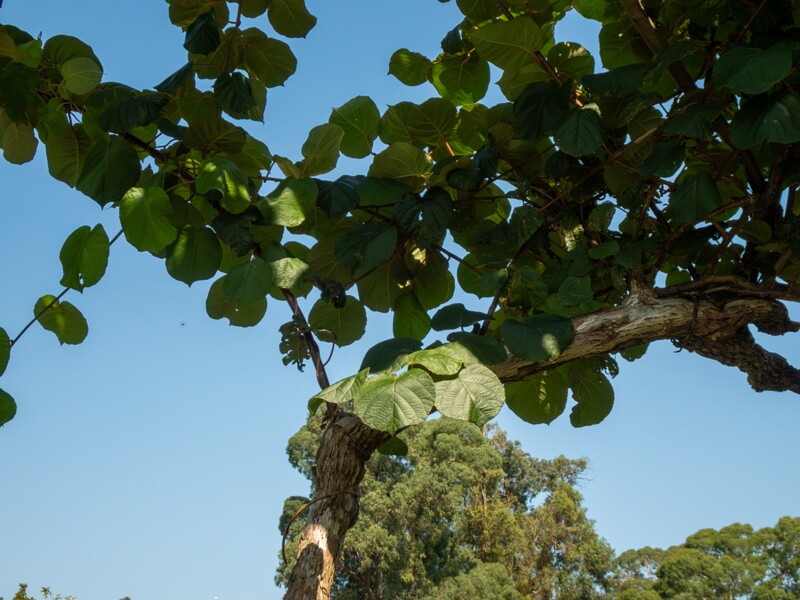Actinidia chinensis var. deliciosa  2025-08-20 2-1