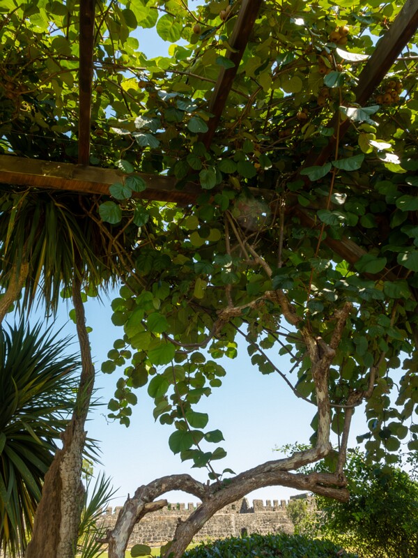 Actinidia chinensis var. deliciosa  2025-08-20 2-2
