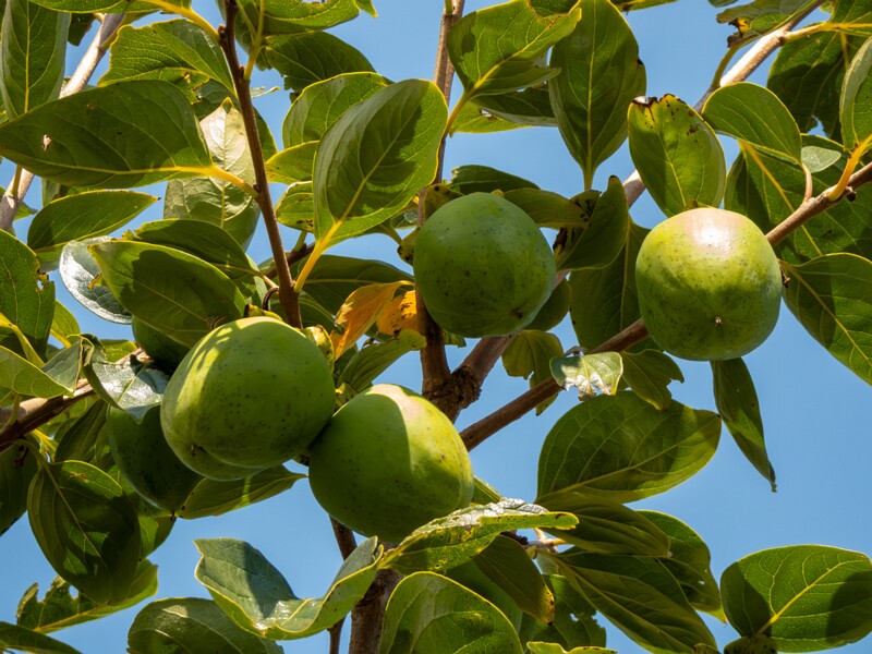 Diospyros kaki  2025-08-20 1-1
