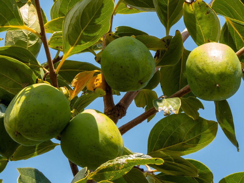 Diospyros kaki  2025-08-20 1-2