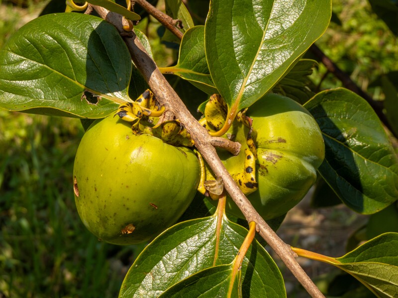 Diospyros kaki  2025-08-20 1-3