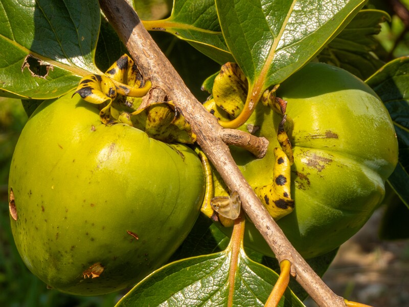 Diospyros kaki  2025-08-20 1-4