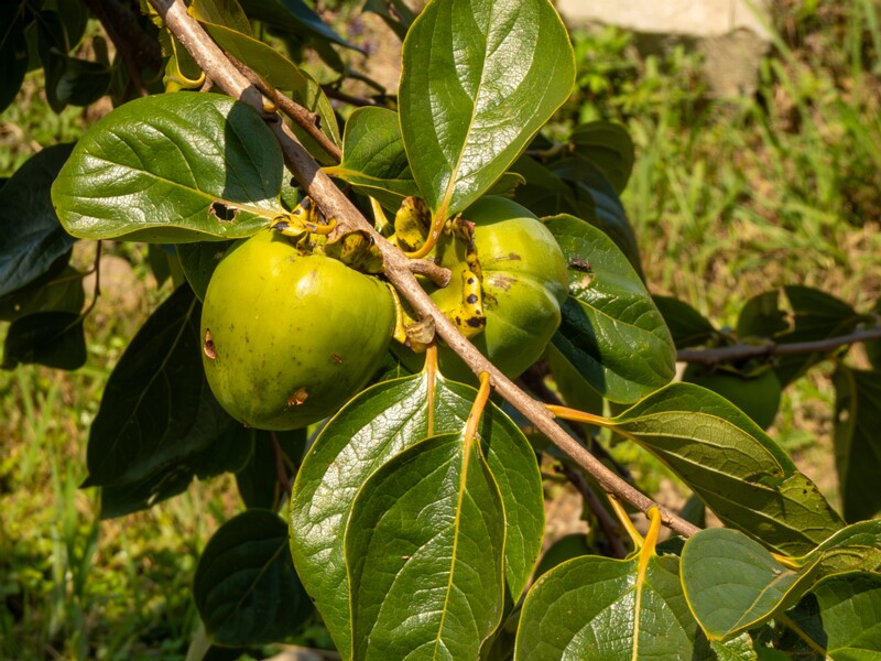 Diospyros kaki  2025-08-20 1-6