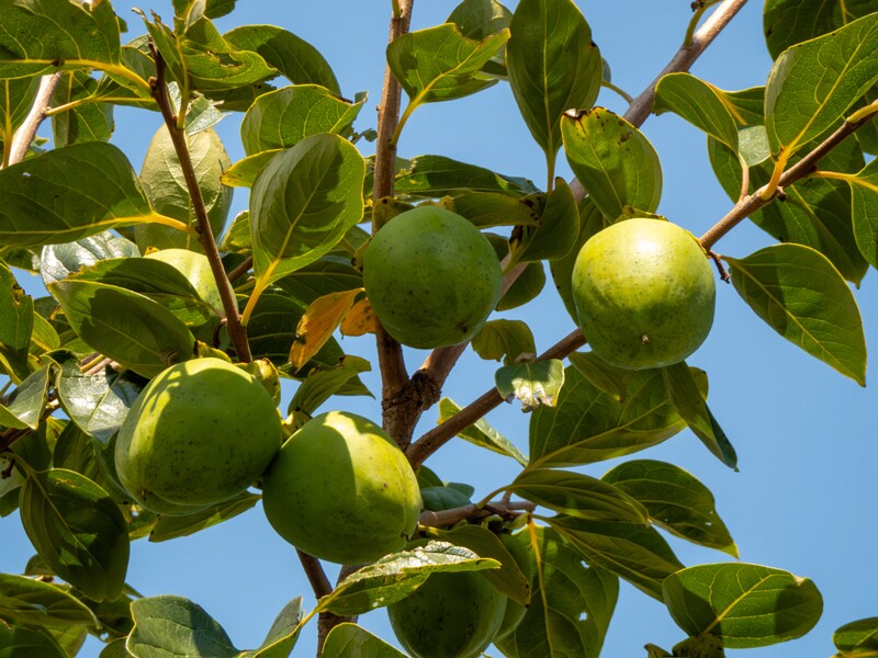 Diospyros kaki  2025-08-20 1-7