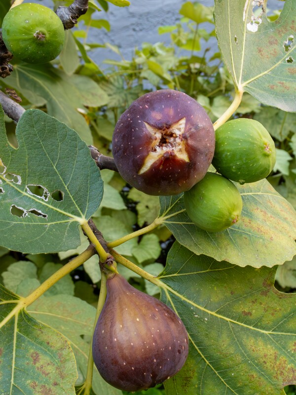Ficus carica  2025-08-21 1-1