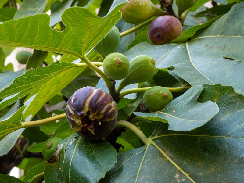 Ficus carica  2025-08-21 1-10