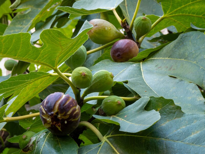 Ficus carica  2025-08-21 1-11