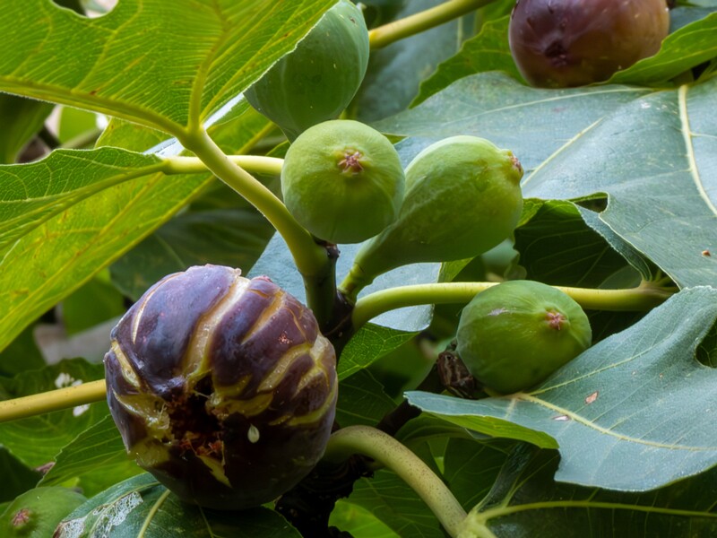 Ficus carica  2025-08-21 1-12