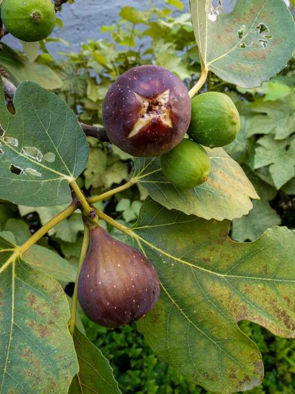 Ficus carica  2025-08-21 1-2