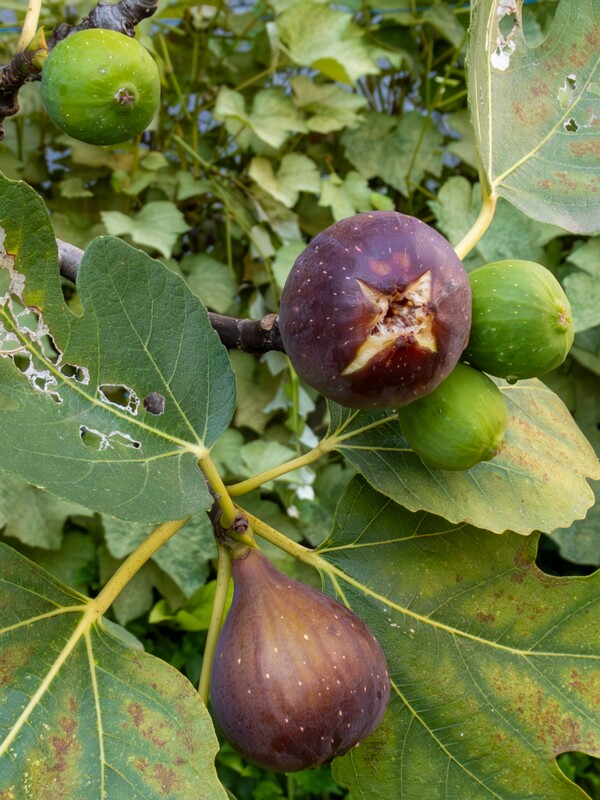 Ficus carica  2025-08-21 1-3