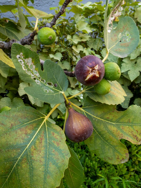 Ficus carica  2025-08-21 1-4