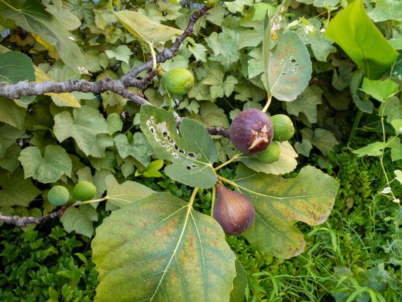 Ficus carica  2025-08-21 1-5
