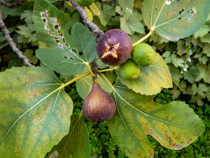 Ficus carica  2025-08-21 1-6