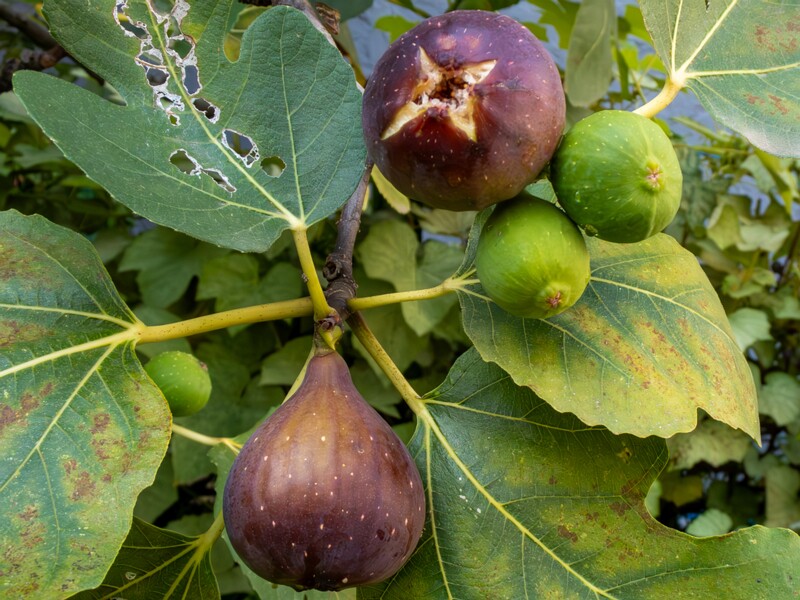 Ficus carica  2025-08-21 1-7