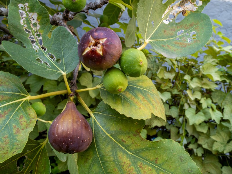 Ficus carica  2025-08-21 1-8