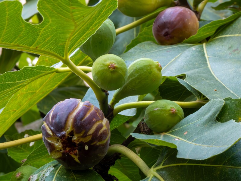 Ficus carica  2025-08-21 1-9